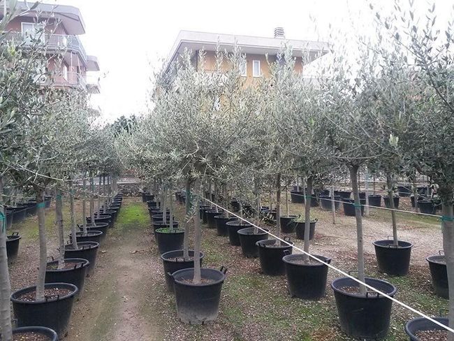 Coltivazione ulivi