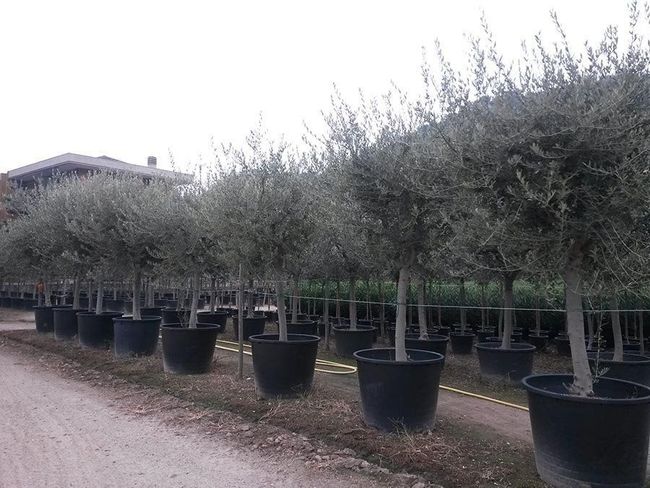 Coltivazione ulivi