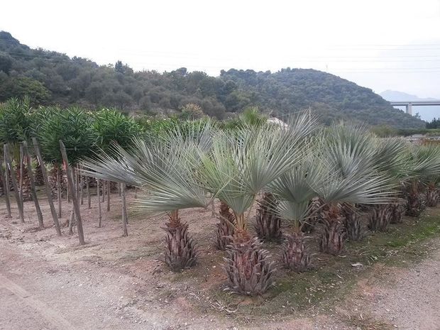 palmizie