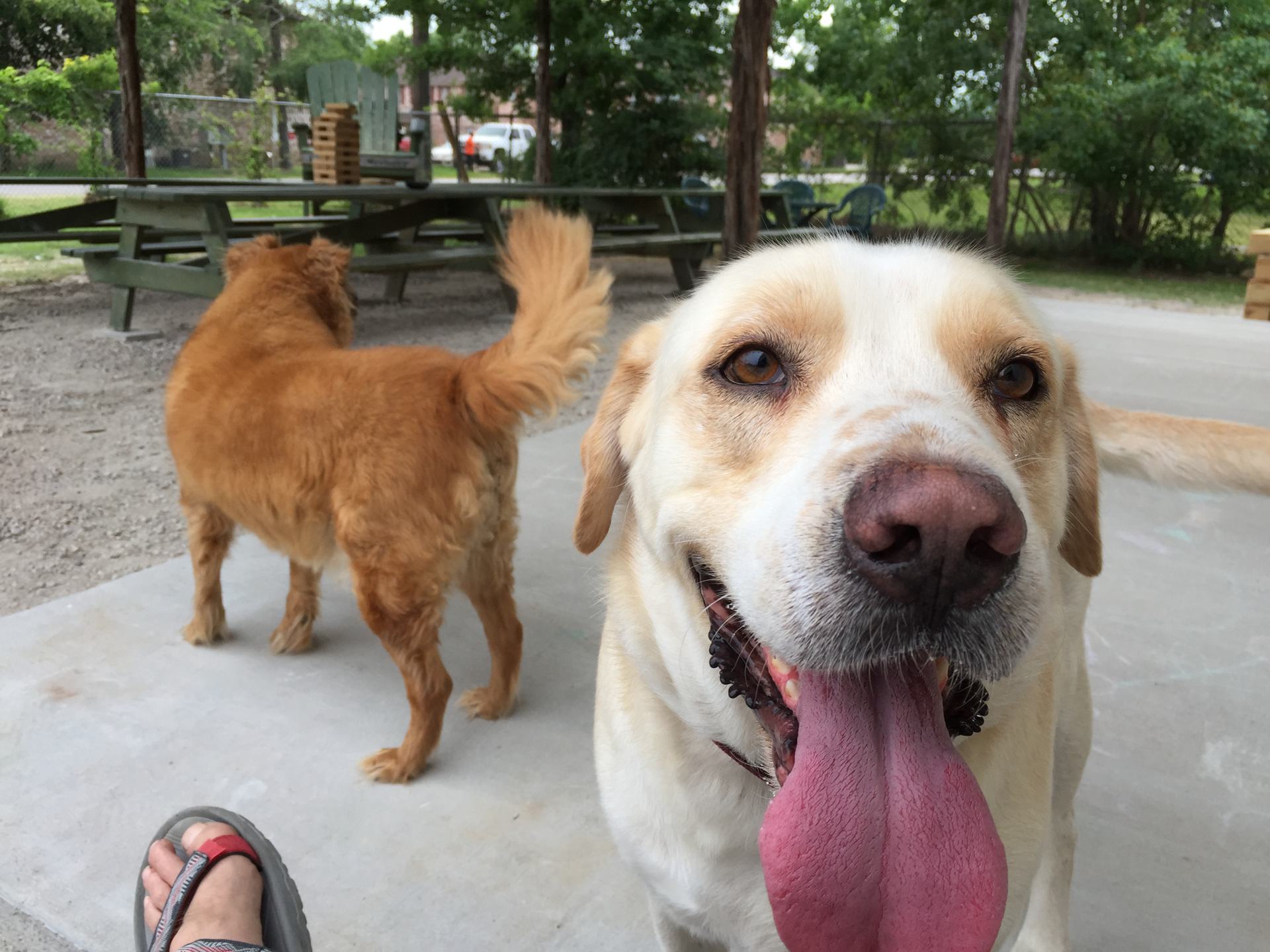 Dogs - Magnolia, TX