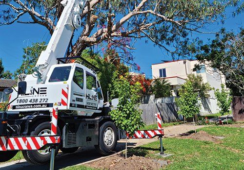 mobile crane lifting a tree