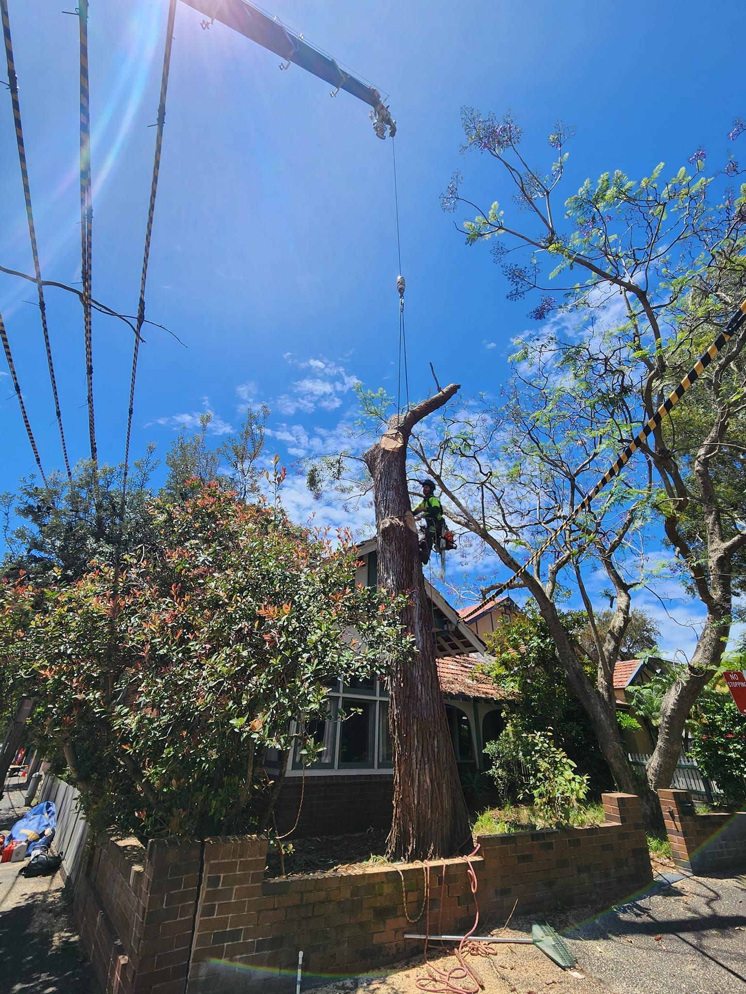 Transplanting Mature Trees