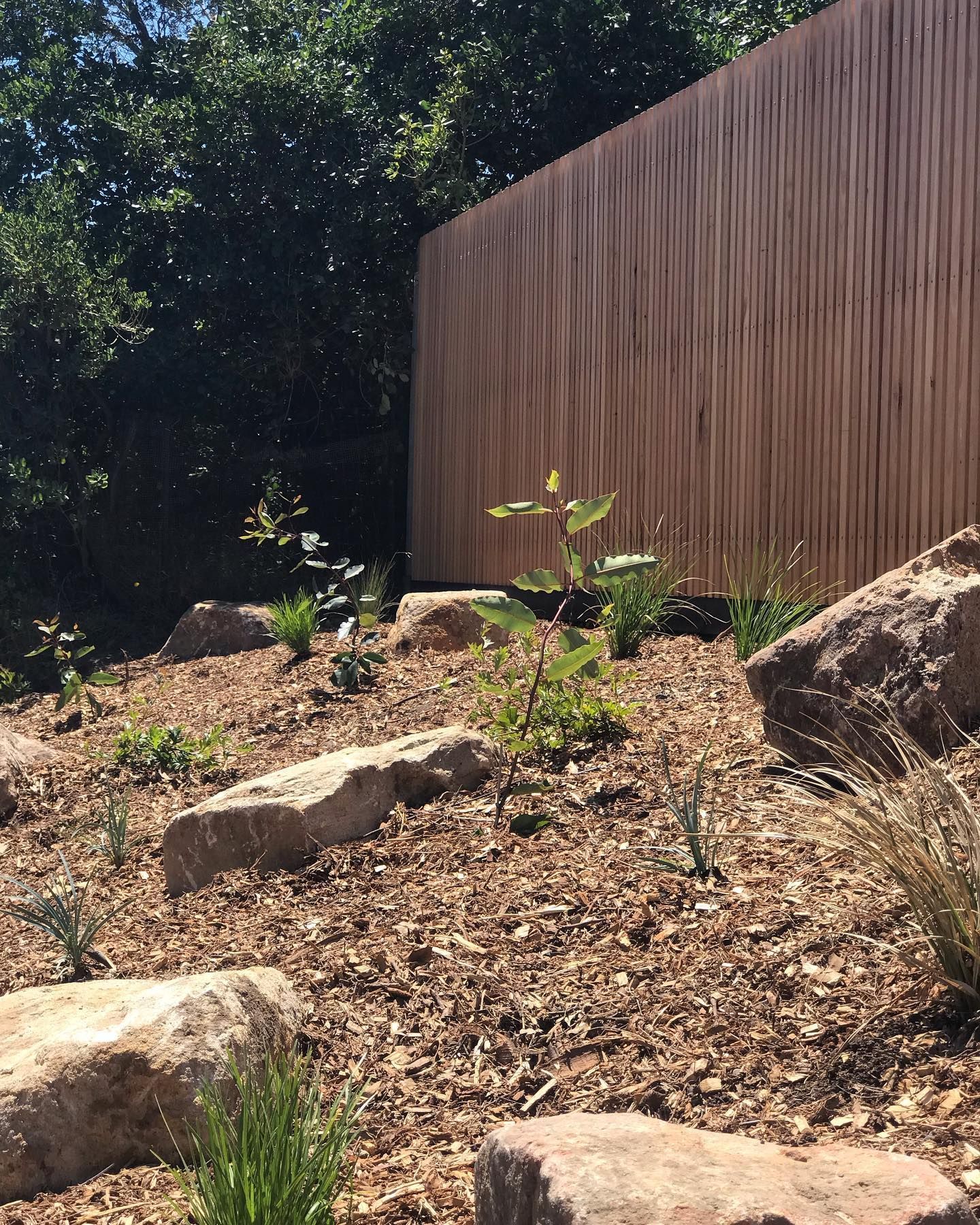 australian native landscaping piture