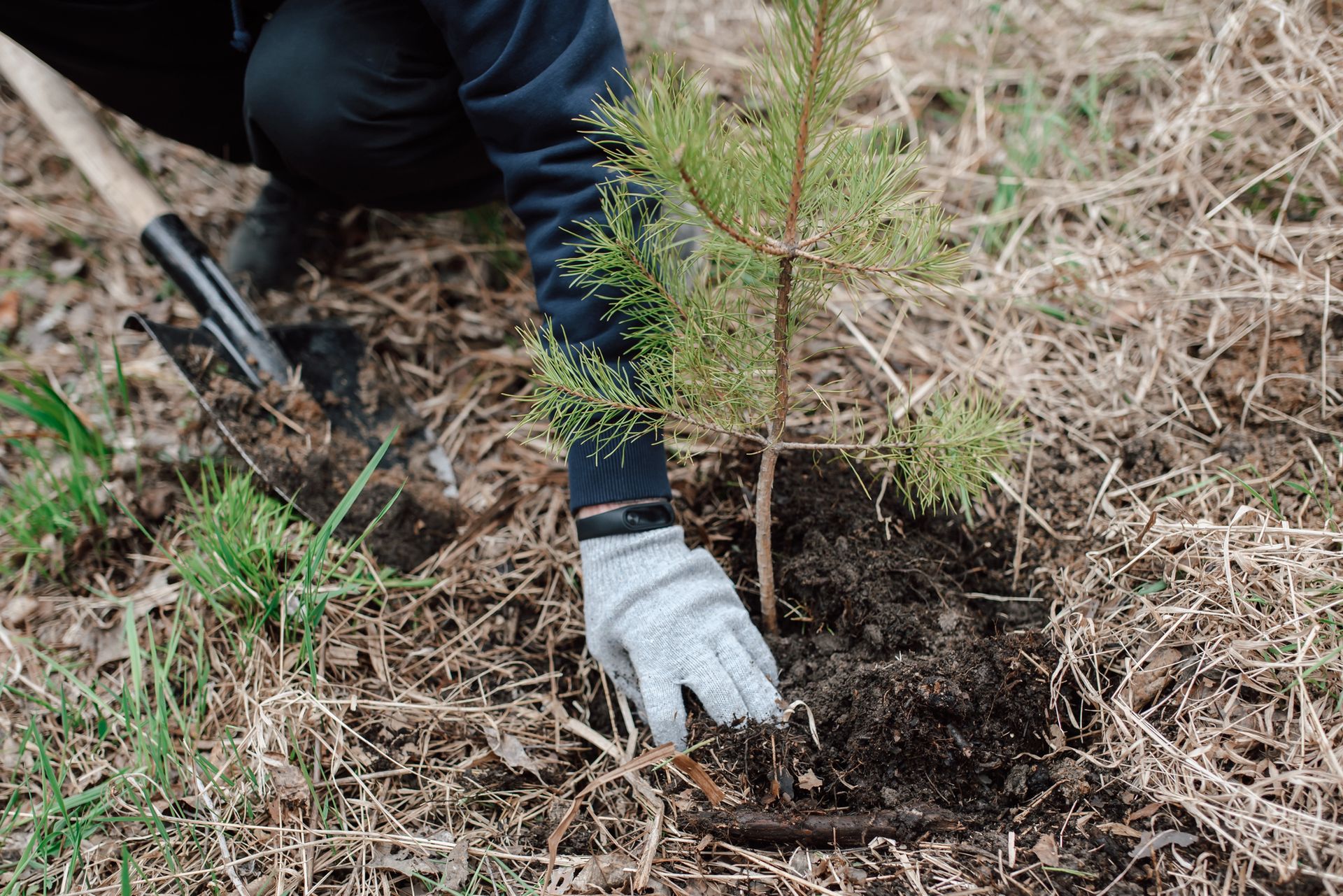 A person is planting a small tree in the ground.