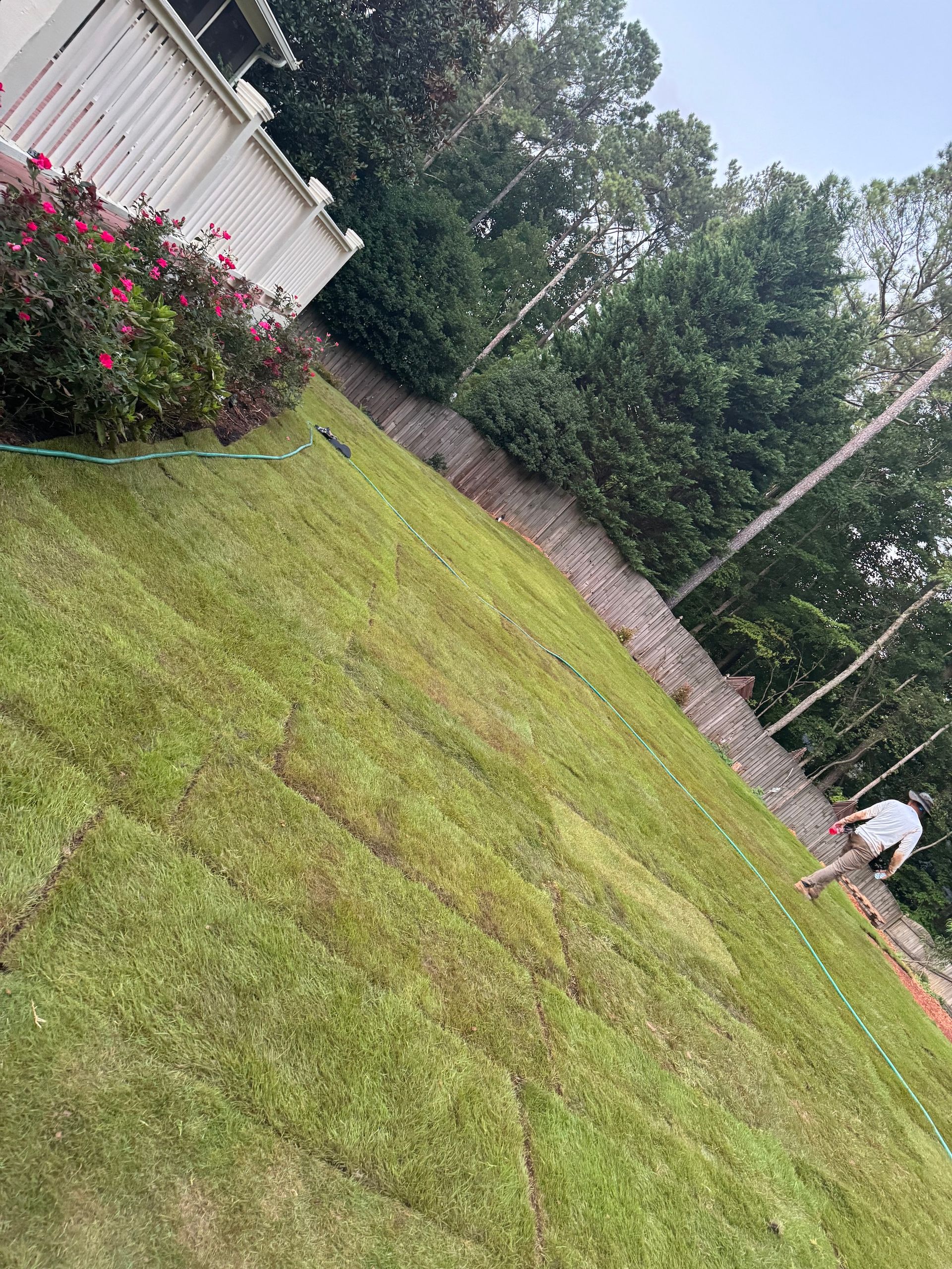 A man is mowing a lush green lawn with a hose.