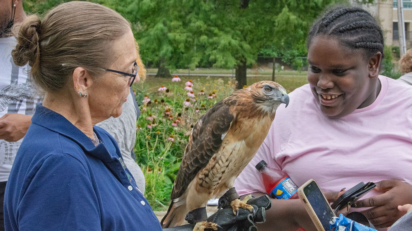 A female volunteer holds a red-tailed hawk on a gloved arm, to the delight of a girl served by Orange Grove.