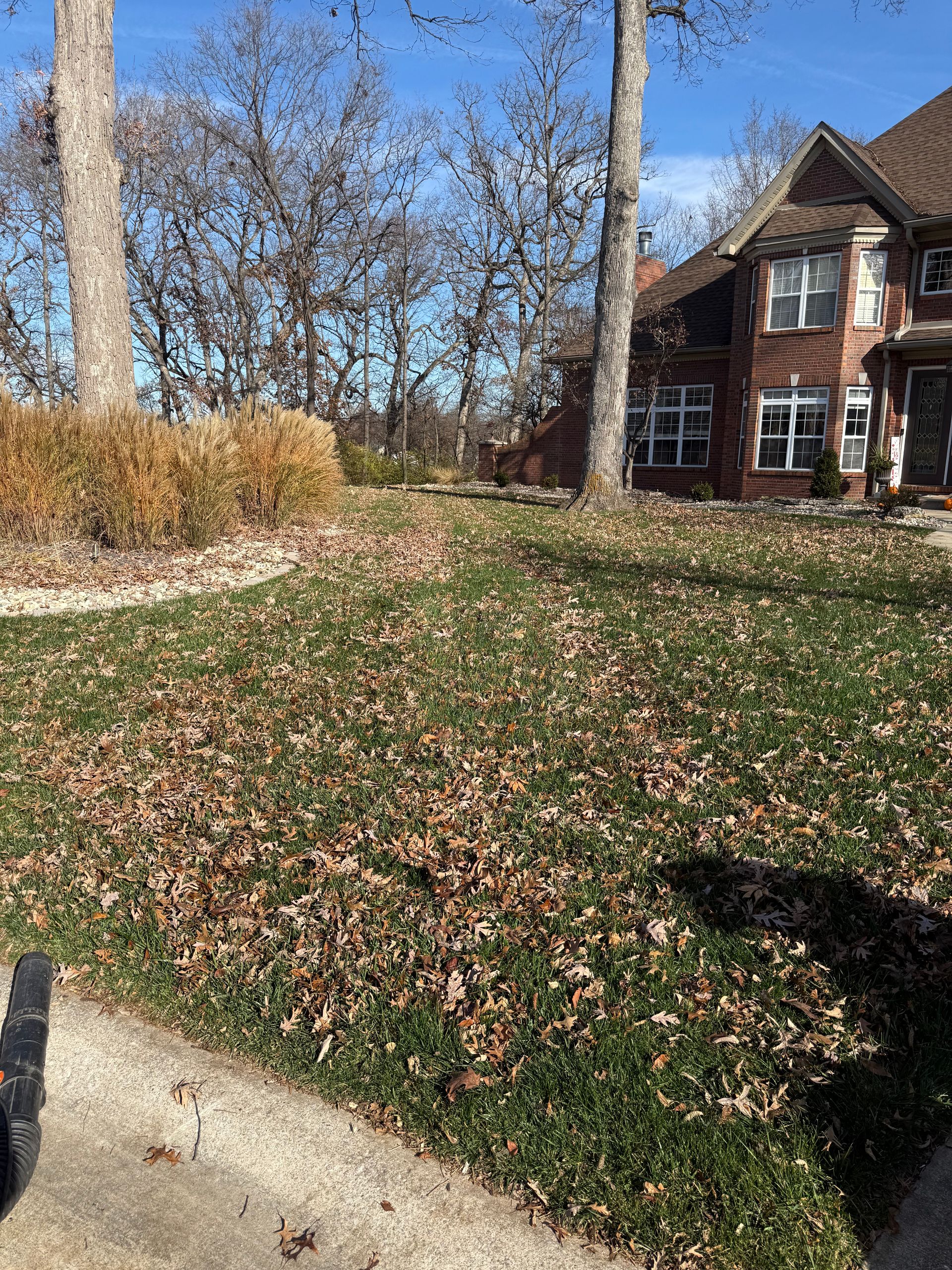 A brick house sits behind a lawn covered in fallen autumn leaves on a sunny day.