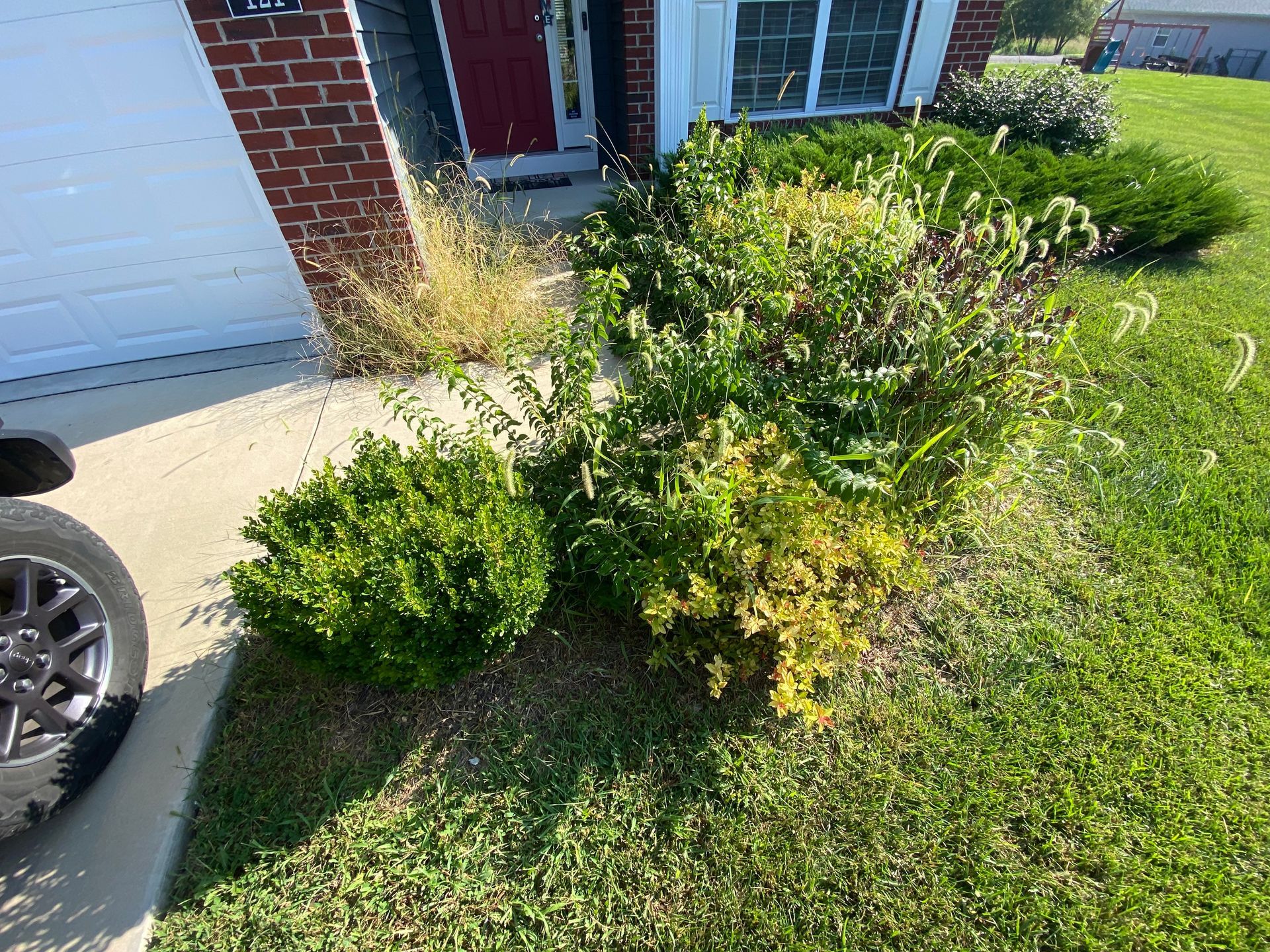 Untrimmed bushes before trimming