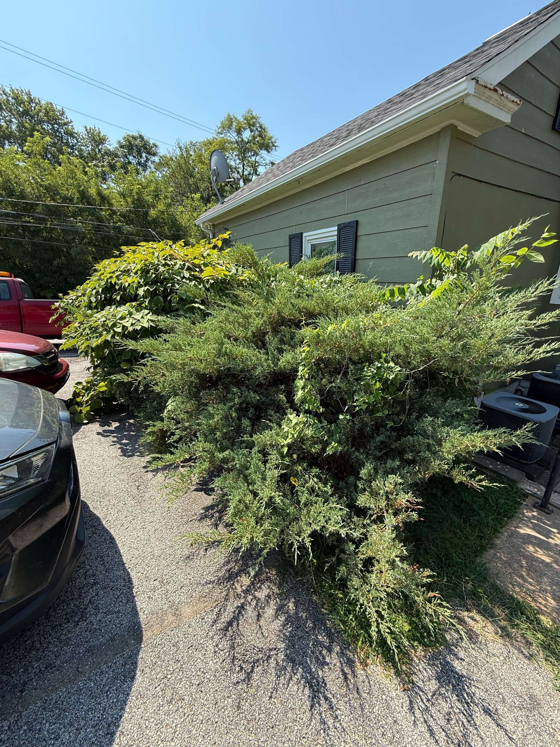 Overgrown shrubs beside a house and driveway, with a red vehicle partly visible on the left.