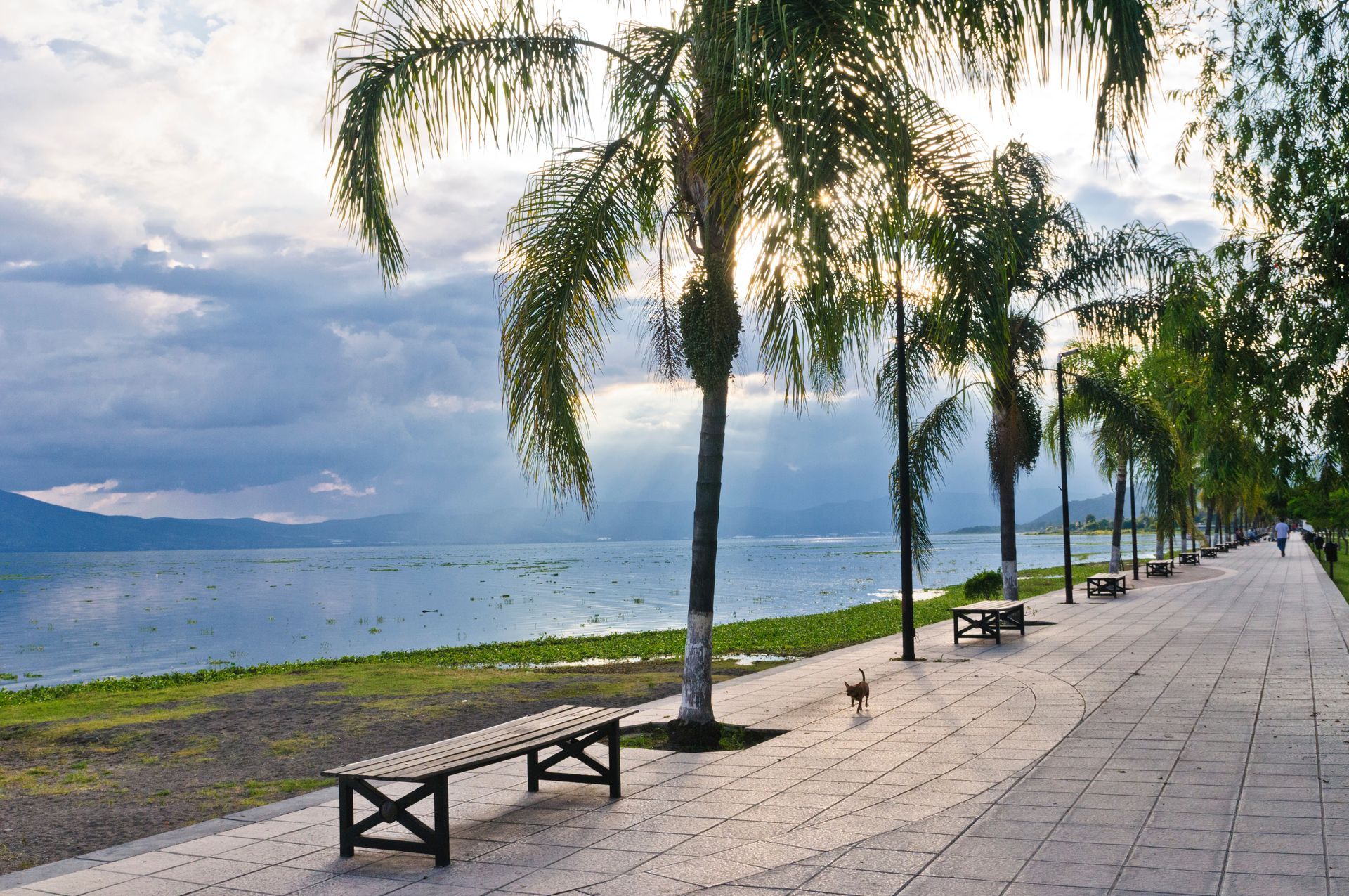 A row of benches on a sidewalk next to a body of water