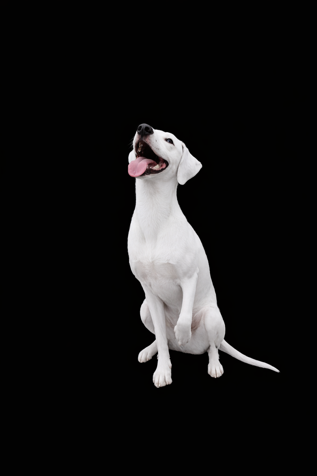 Een vrolijke witte hond zit tegen een zwarte achtergrond met zijn bek open, zijn tong uitgestoken en één poot omhoog.