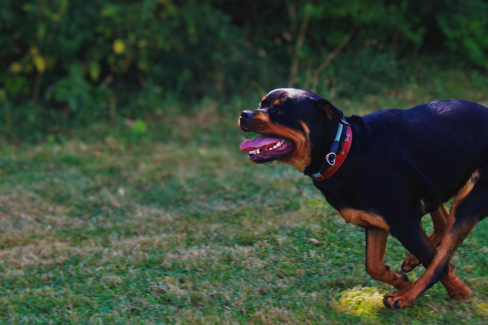 Das. 9. Große Hunderennen