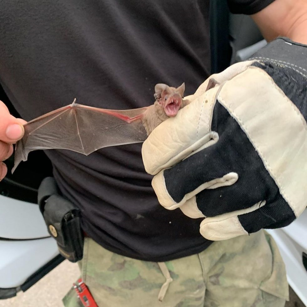 Nolan Wildlife Employee removing bats in Houston TX