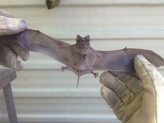 Nolan Wildlife Control employee removing bats from customers house.