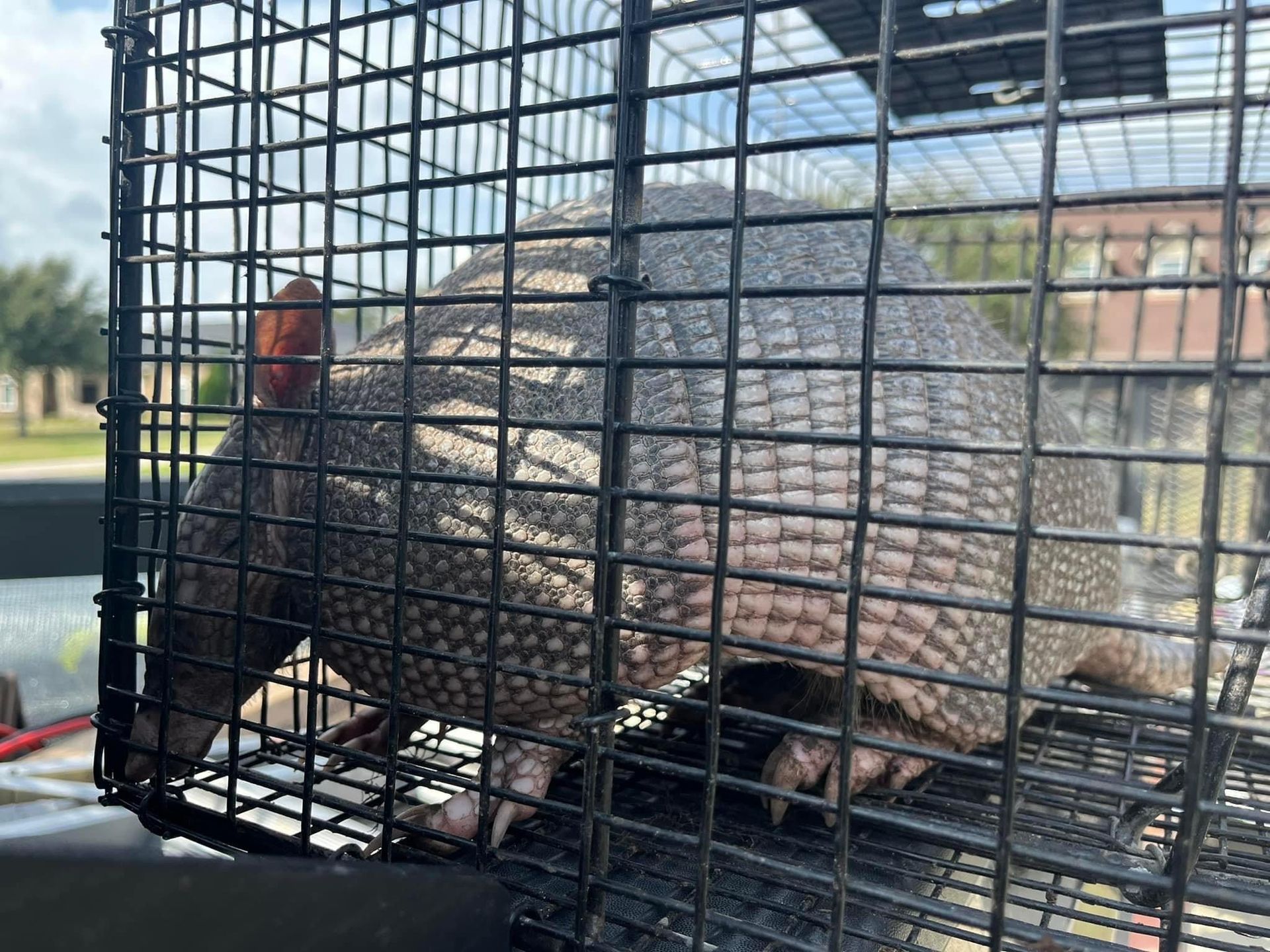 Armadillo Removal Houston