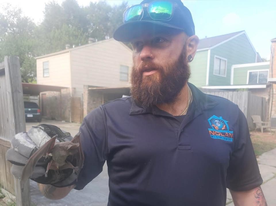 Nolan Wildlife Control Bat Control