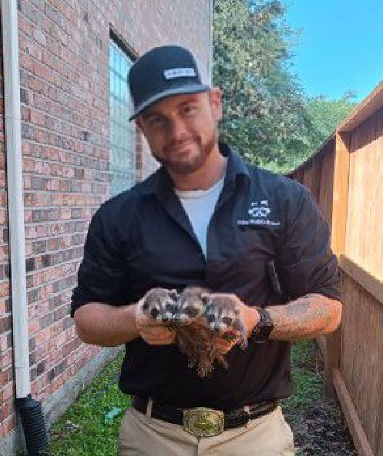 Nolan Wildlife Control Raccoon Removal