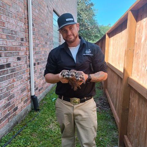 RACCOON REMOVAL