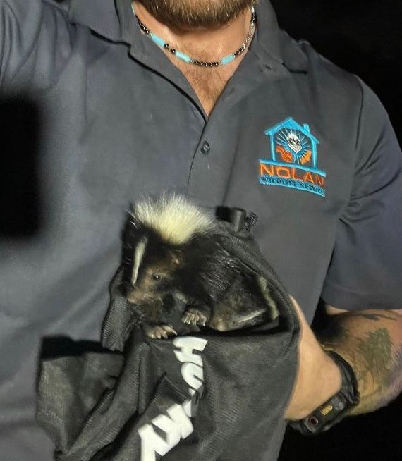 Skunk Removal Houston