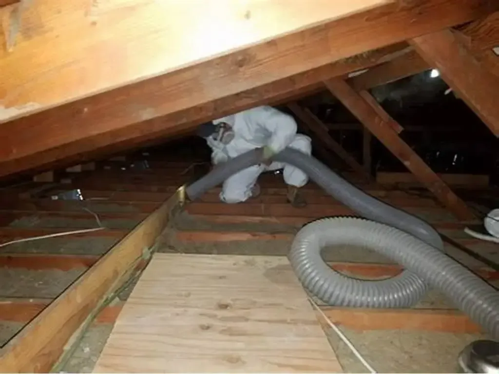 Nolan Wildlife Employee removing contaminated insulation from wildlife infestation.