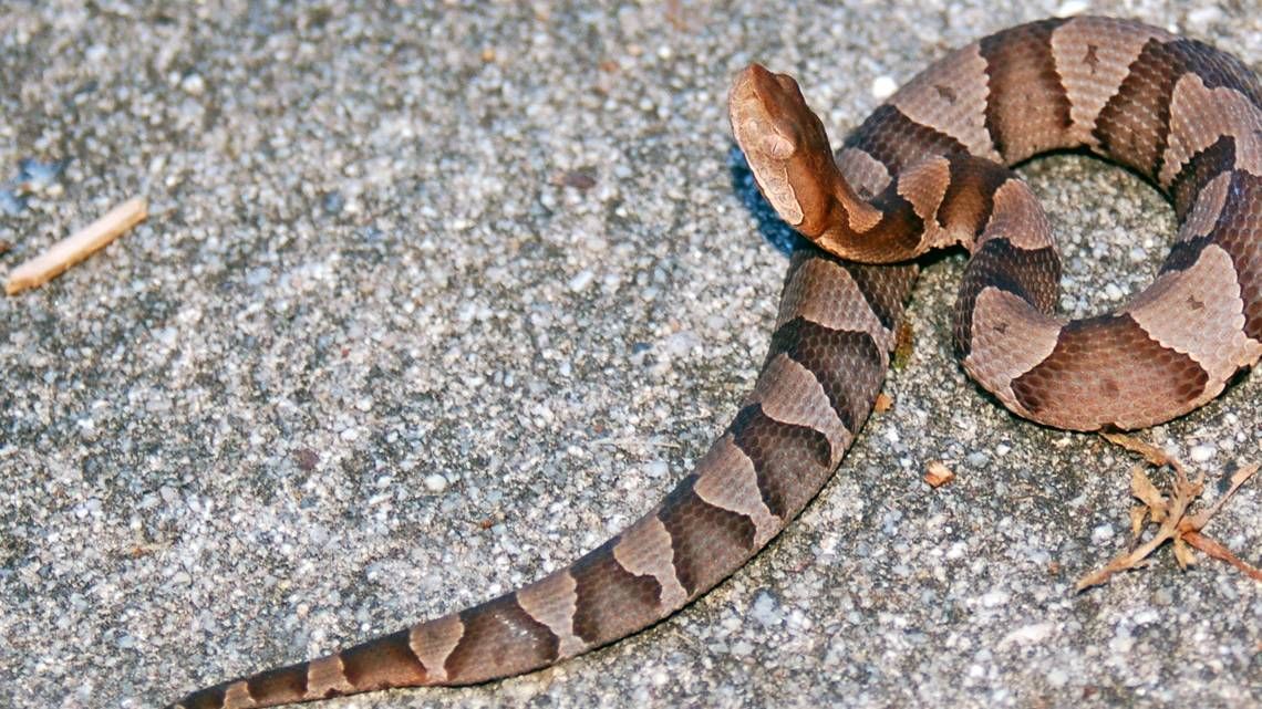 copperhead snake removal