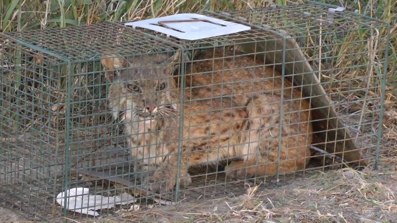 Bob Cat Removal Houston Texas