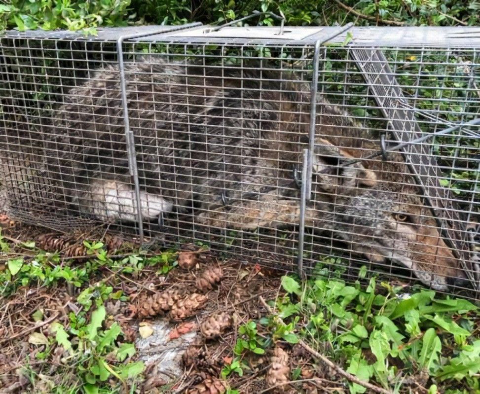Coyote Removal Houston
