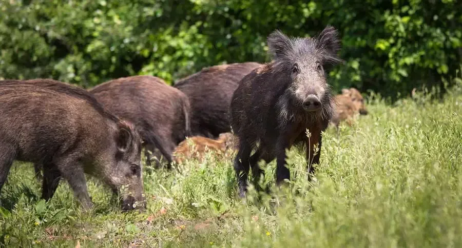 Hog Removal Houston