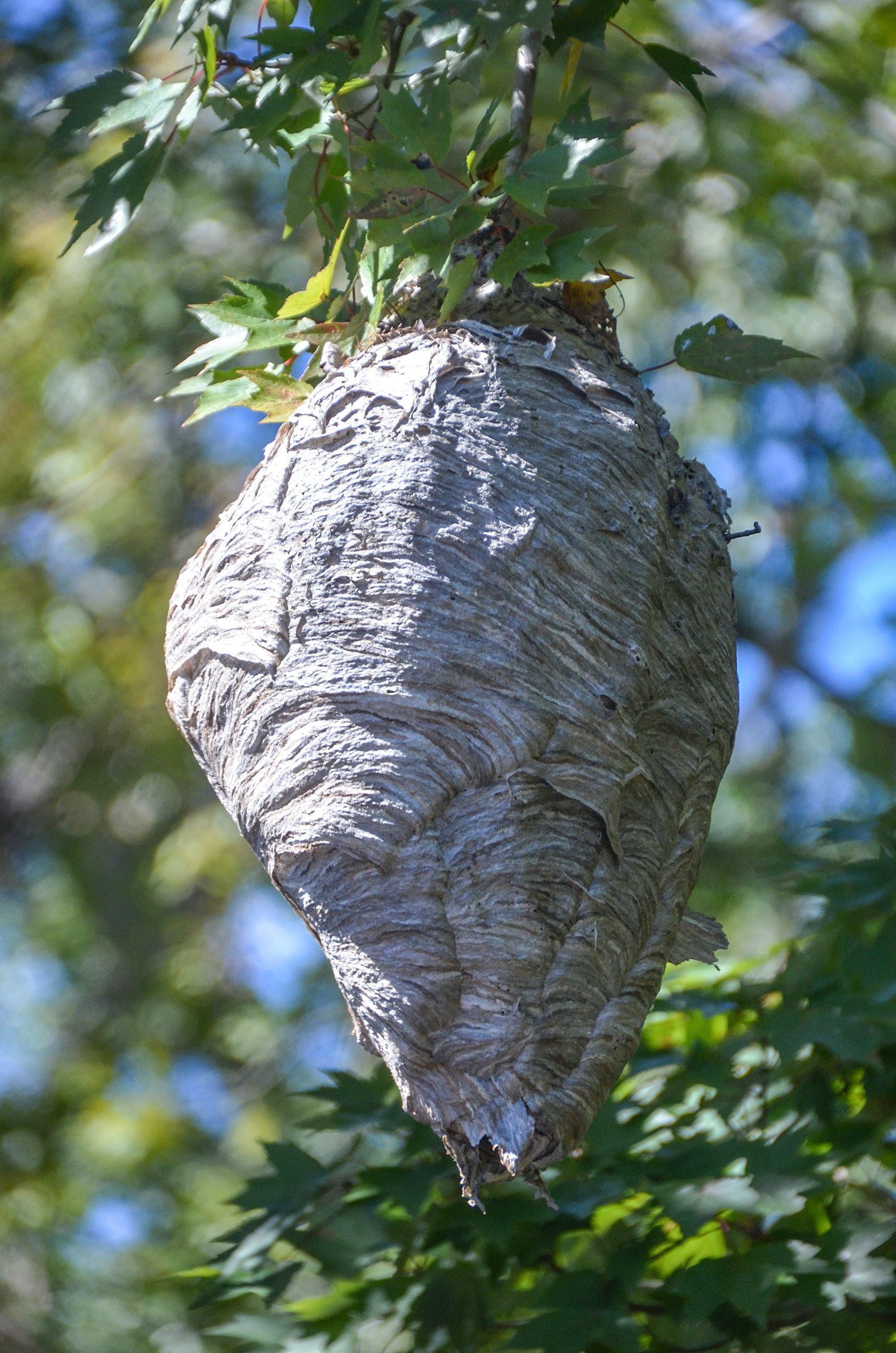 Hornet Removal Houston Texas