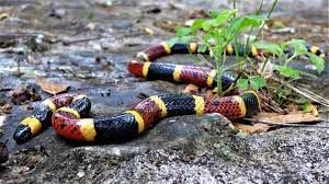 Coral Snake