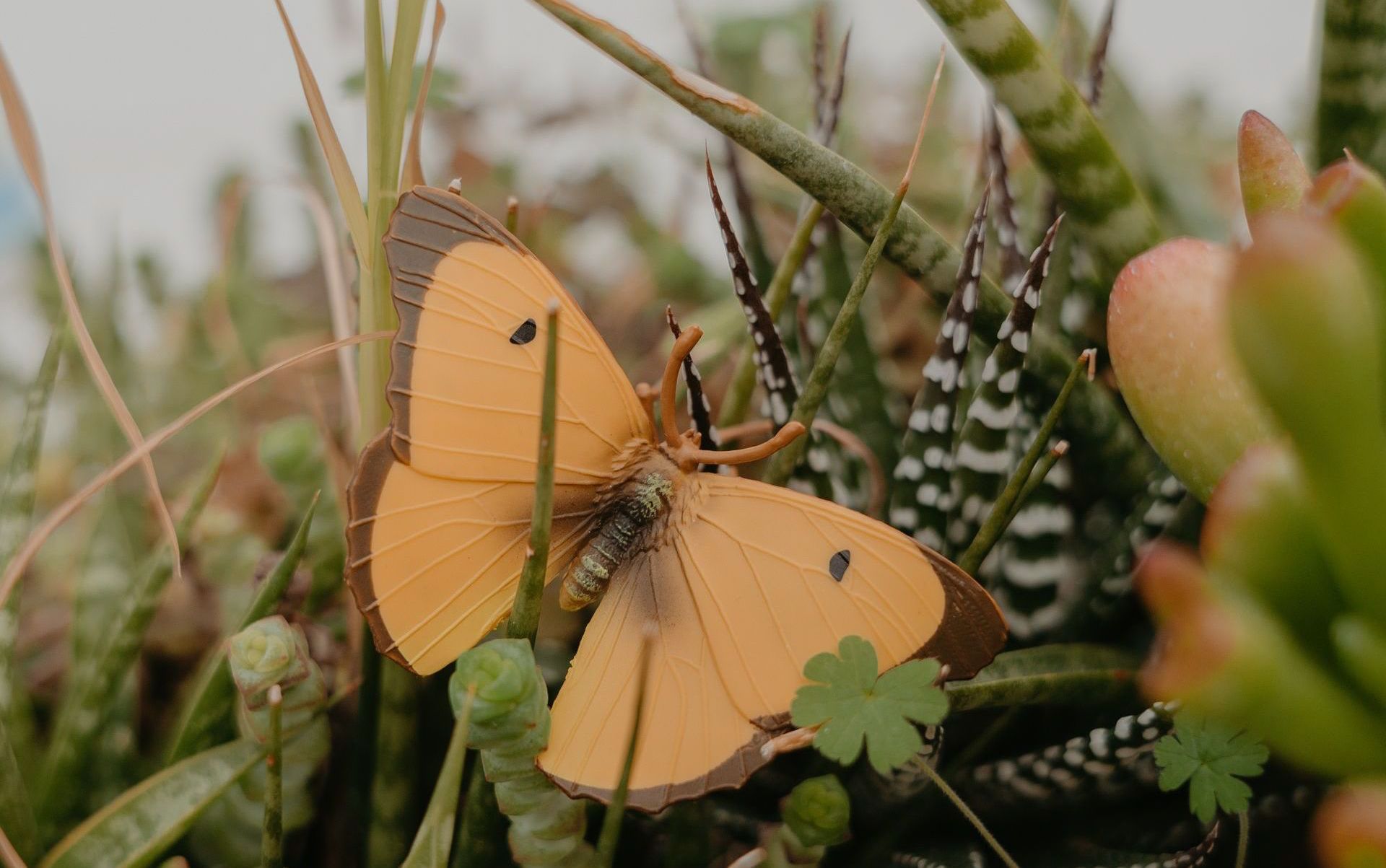 Een oranje vlinder met donkere vleugelranden rust op een mix van groene bladplanten en gestreepte vetplanten.