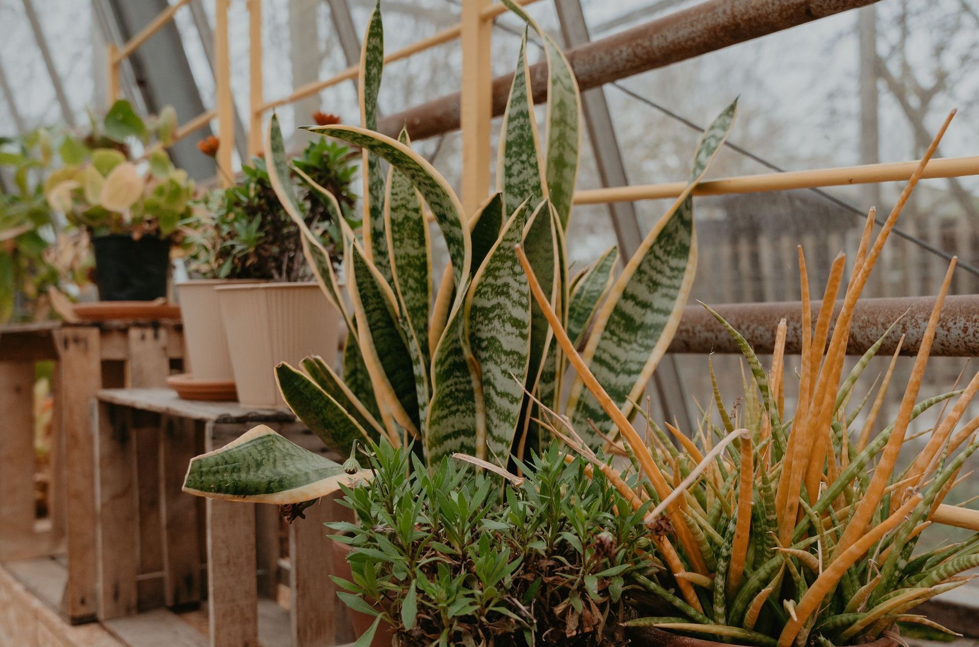 Een verzameling potplanten zoals sansevieria's en diverse vetplanten op houten planken in een kas.