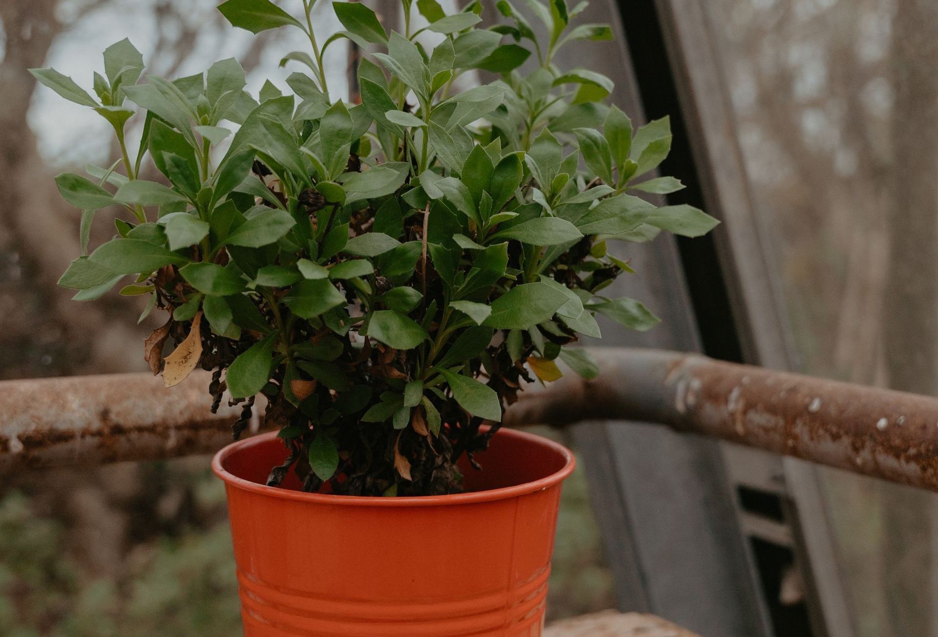 Een bossige groene plant met gekartelde bladeren staat in een feloranje pot tegen een wazige, rustieke buitenachtergrond.