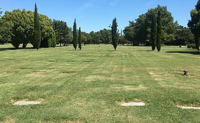 Campo de césped con hileras de árboles altos y una pequeña marca rosa a la derecha.
