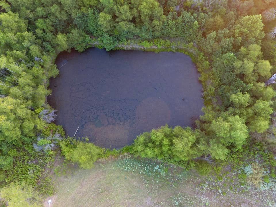 Aerial view of a dark pond surrounded by lush green trees and vegetation; golden sunlight.