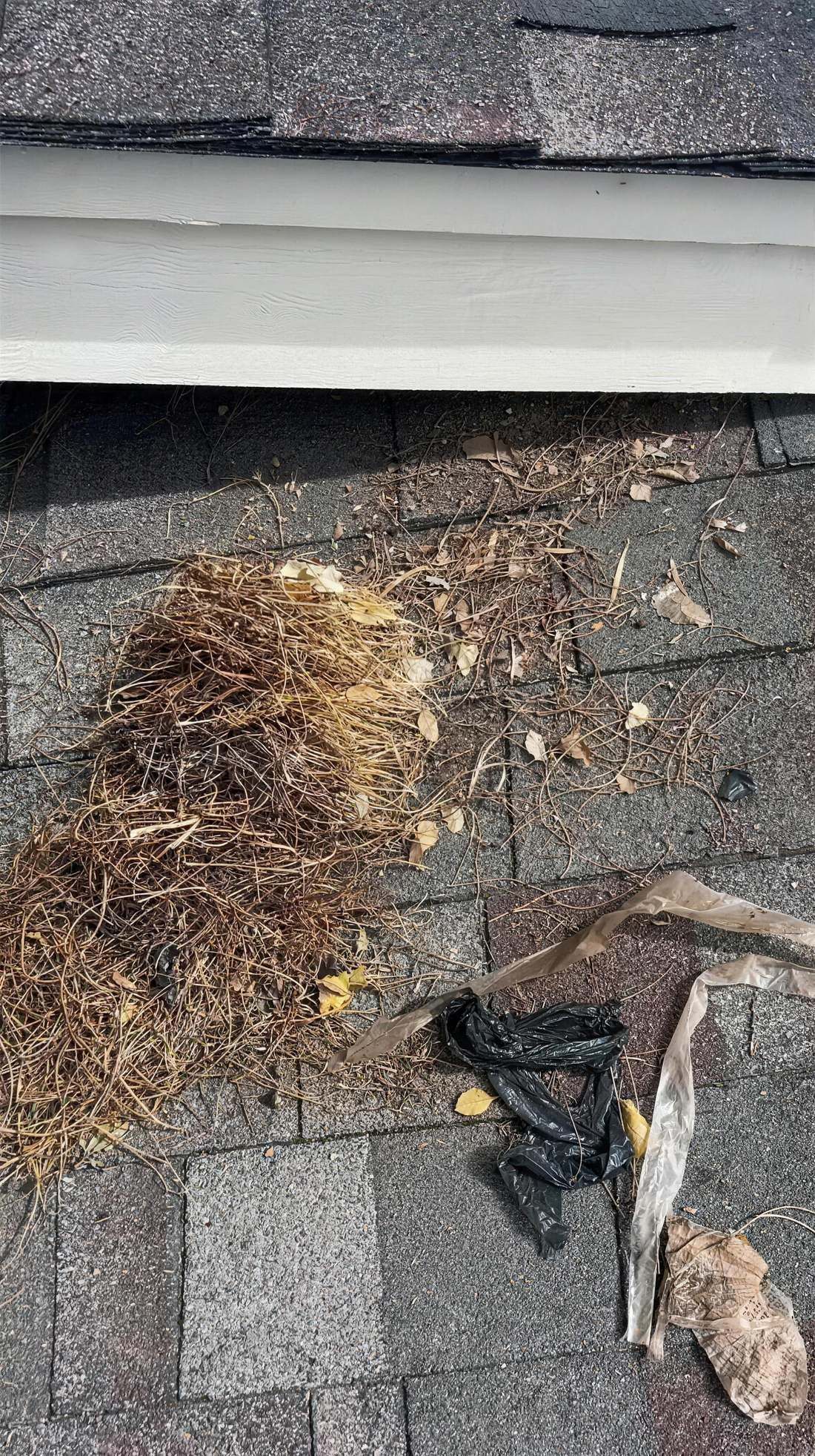 Nest debris under a solar array on an Ewa Beach roof, before the clean-out and mesh