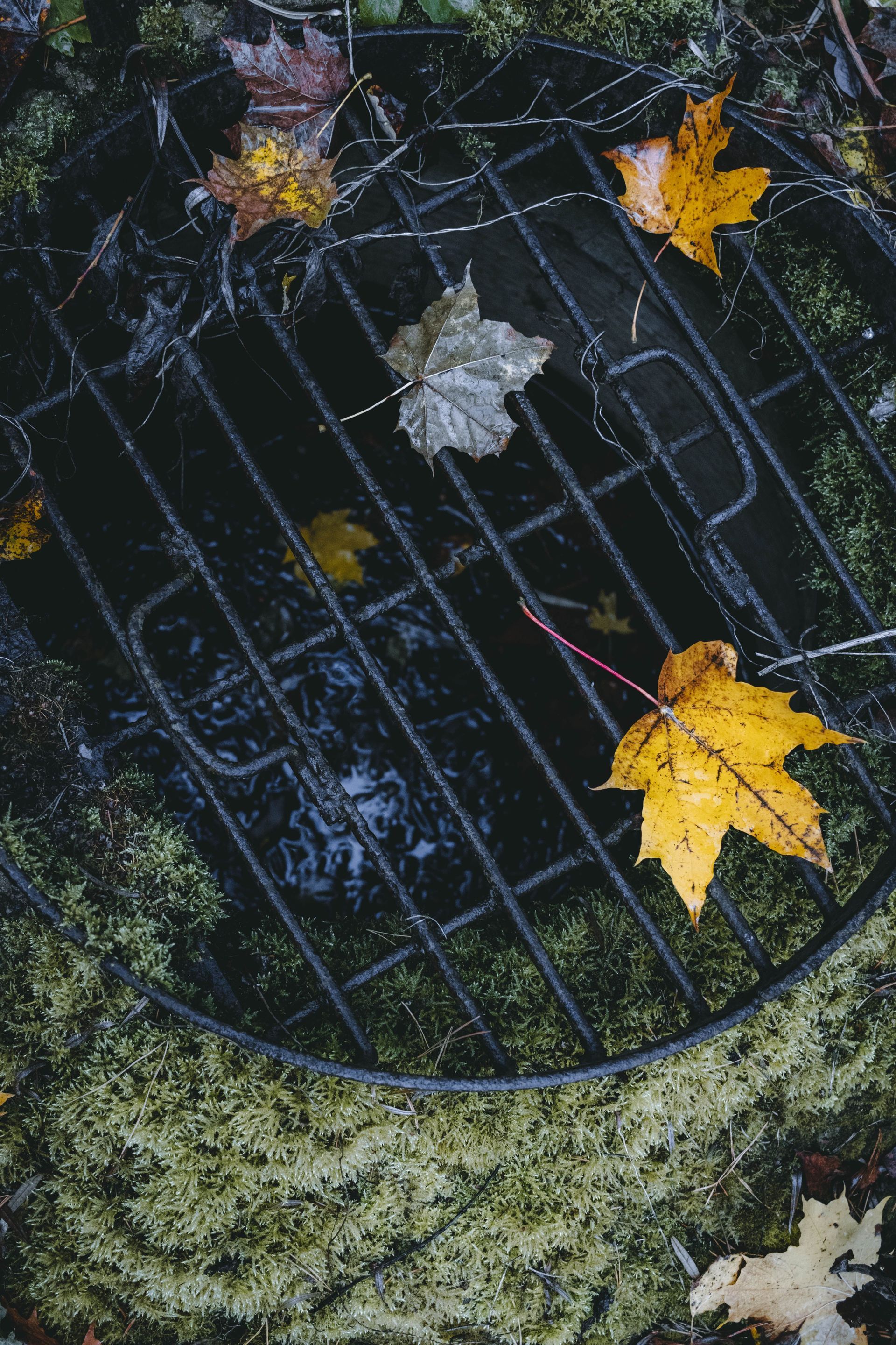 Wet autumn leaves on a black metal grate over mossy ground