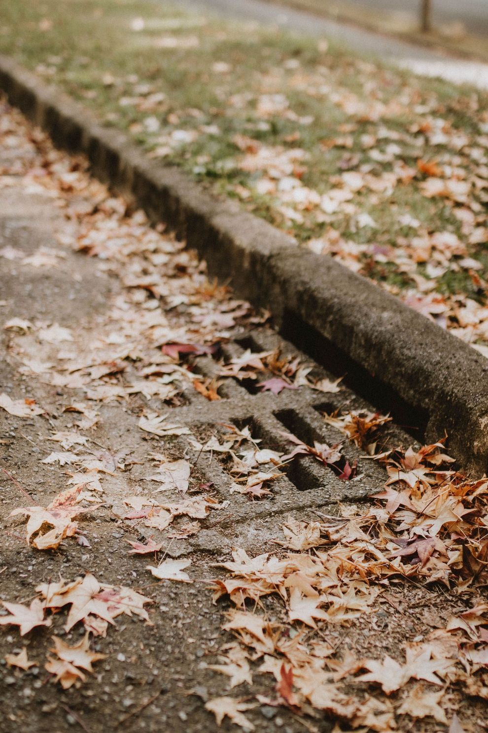 Storm drain on a curb covered with fallen autumn leaves along a sidewalk