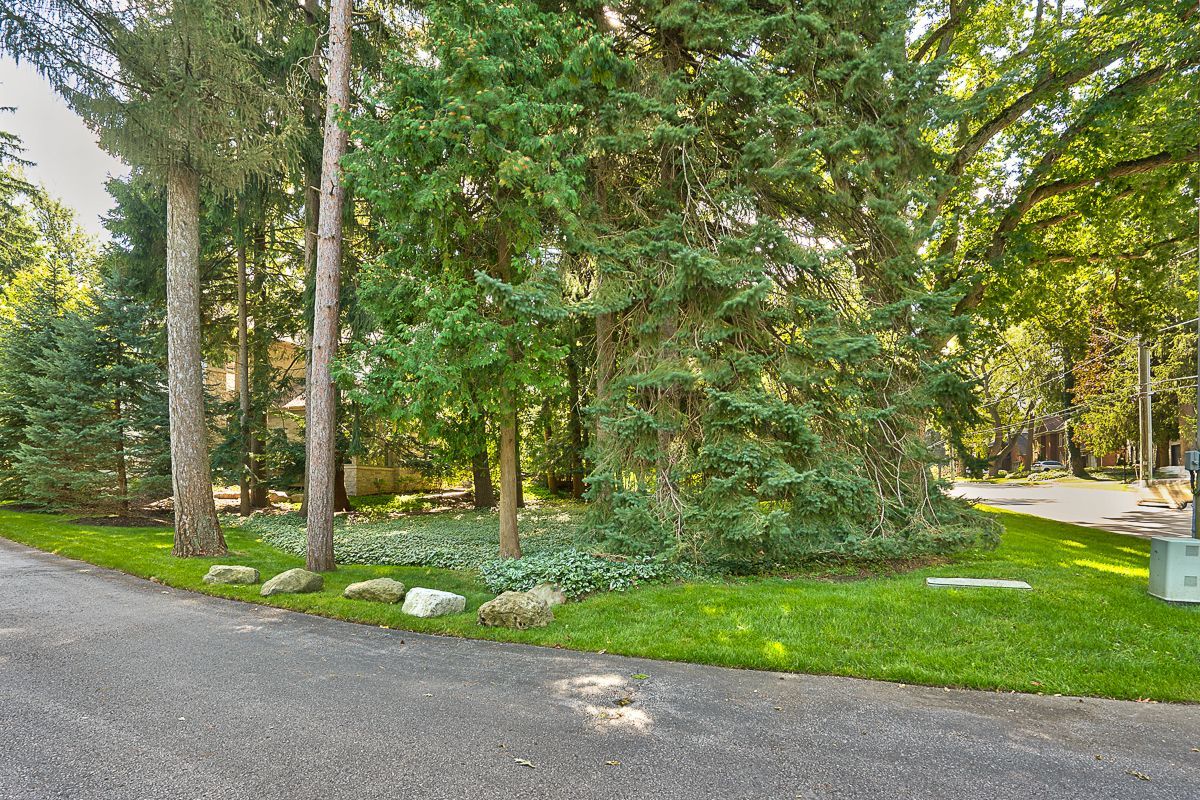 A lush green forest with trees and grass along the side of a road.