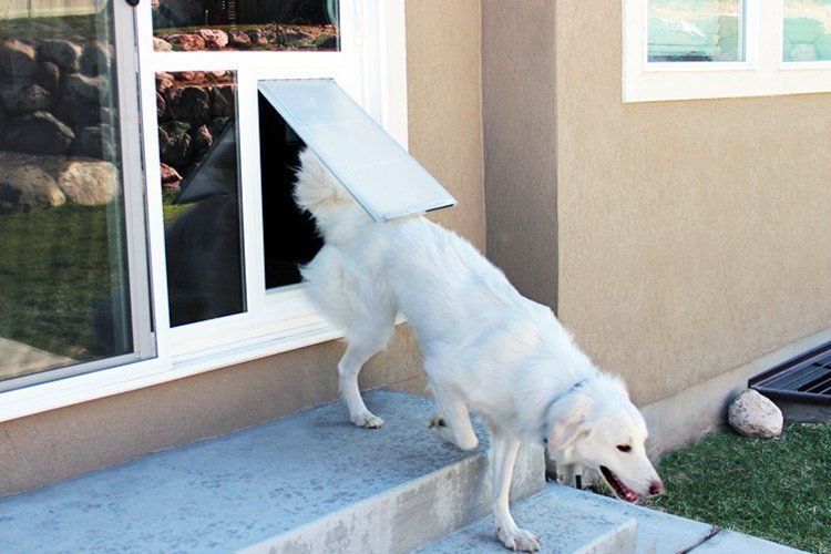 White dog climbs out a pet door beside a house, stepping down a concrete patio into the grass.