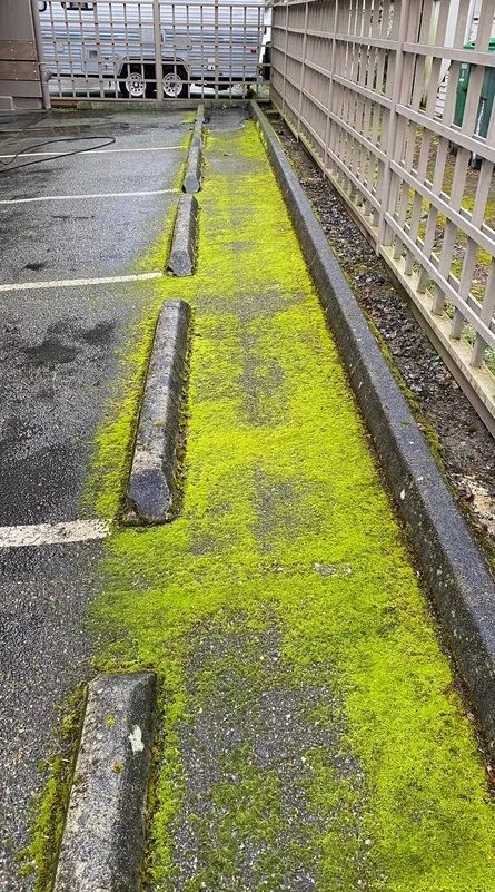 Moss grows everywhere on the West Coast Moss growing on parking lot in Seattle, photo by the Seattle pressure washing company Rojo Moss Removal and Power Washing, LLC
