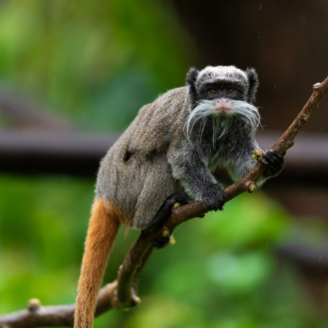VISITE INCONTOURNABLE - ZOO DU CARBET