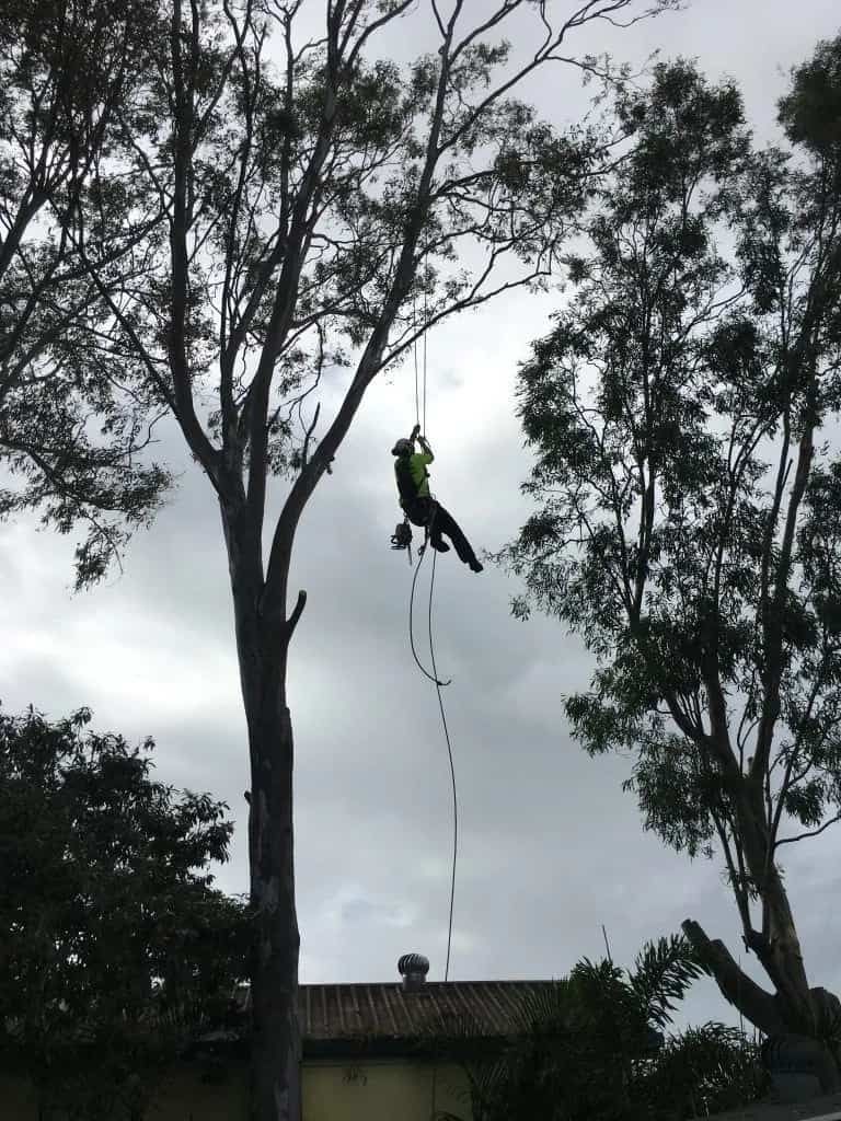 Tree Trimming in Hervey Bay | Active Tree Fellas
