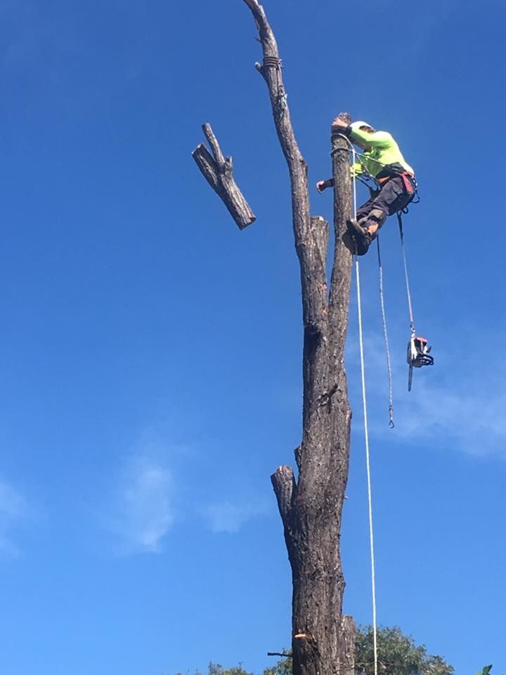 Arborist Working on Tree — Active Tree Fellas in River Heads, QLD