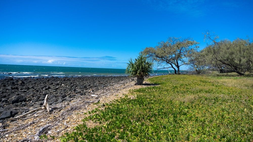 A Tree is Sitting on the Shore of a Rocky Beach Next to the Ocean — Active Tree Fellas in Tuan, QLD