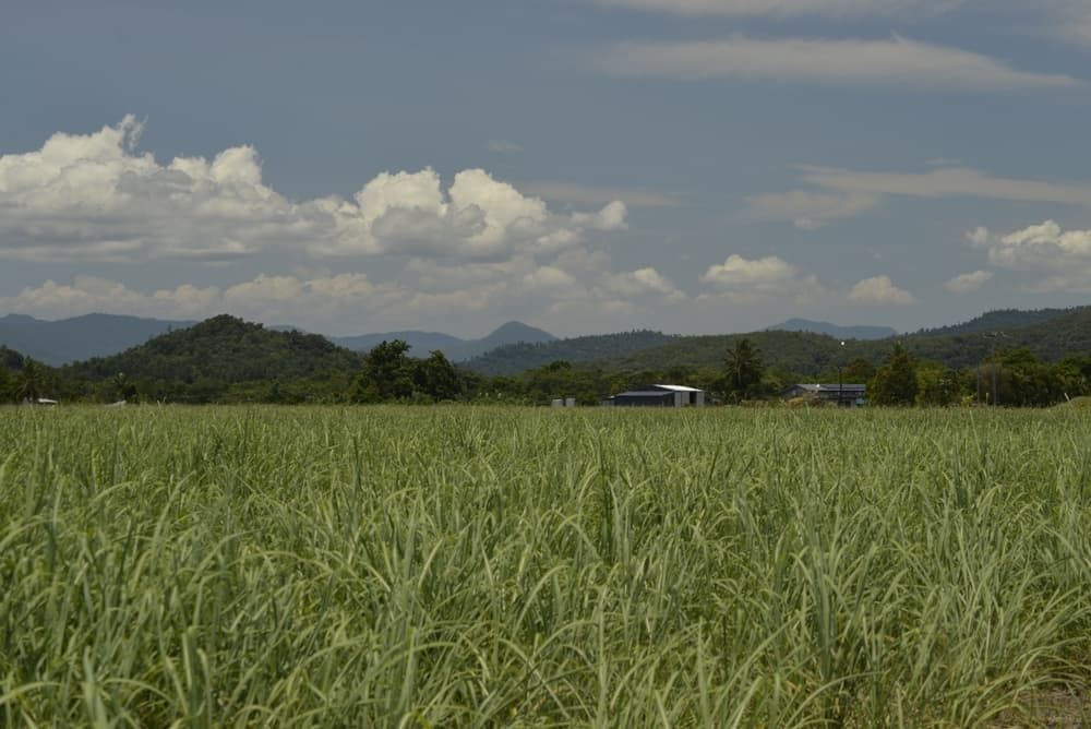 A Field of Tall Grass With Mountains in the Background on a Sunny Day — Active Tree Fellas in Childers, QLD