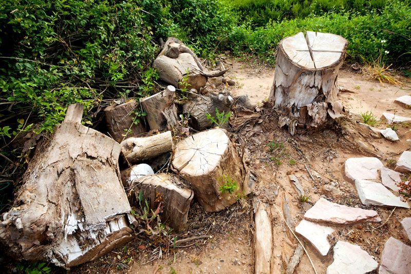 Old Lumber Collection Place — Active Tree Fellas in Cherwell, QLD
