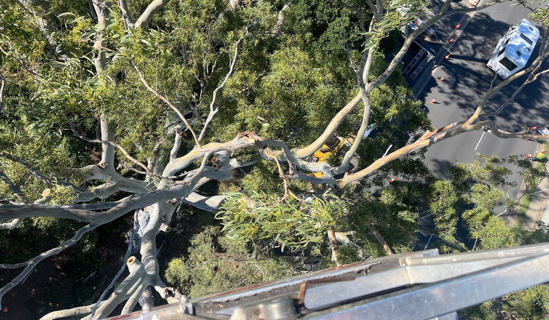 A Person is Cutting a Tree With a Chainsaw — Active Tree Fellas in Isis, QLD