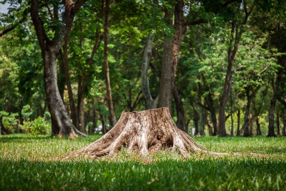 A Tree Stump in the Middle of a Forest — Active Tree Fellas in Childers, QLD