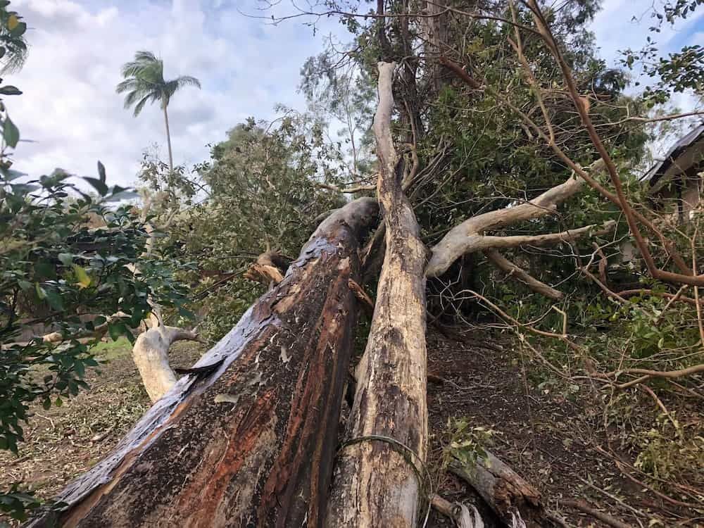 Trees Fallen Over — Active Tree Fellas in Isis, QLD